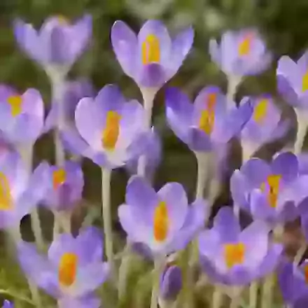 Tommasinianus Barr's Purple
